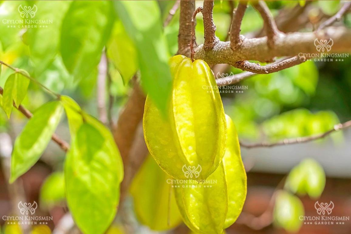 Ceylon Kingsmen Garden Hotel - Katunayake Negombo Exterior foto