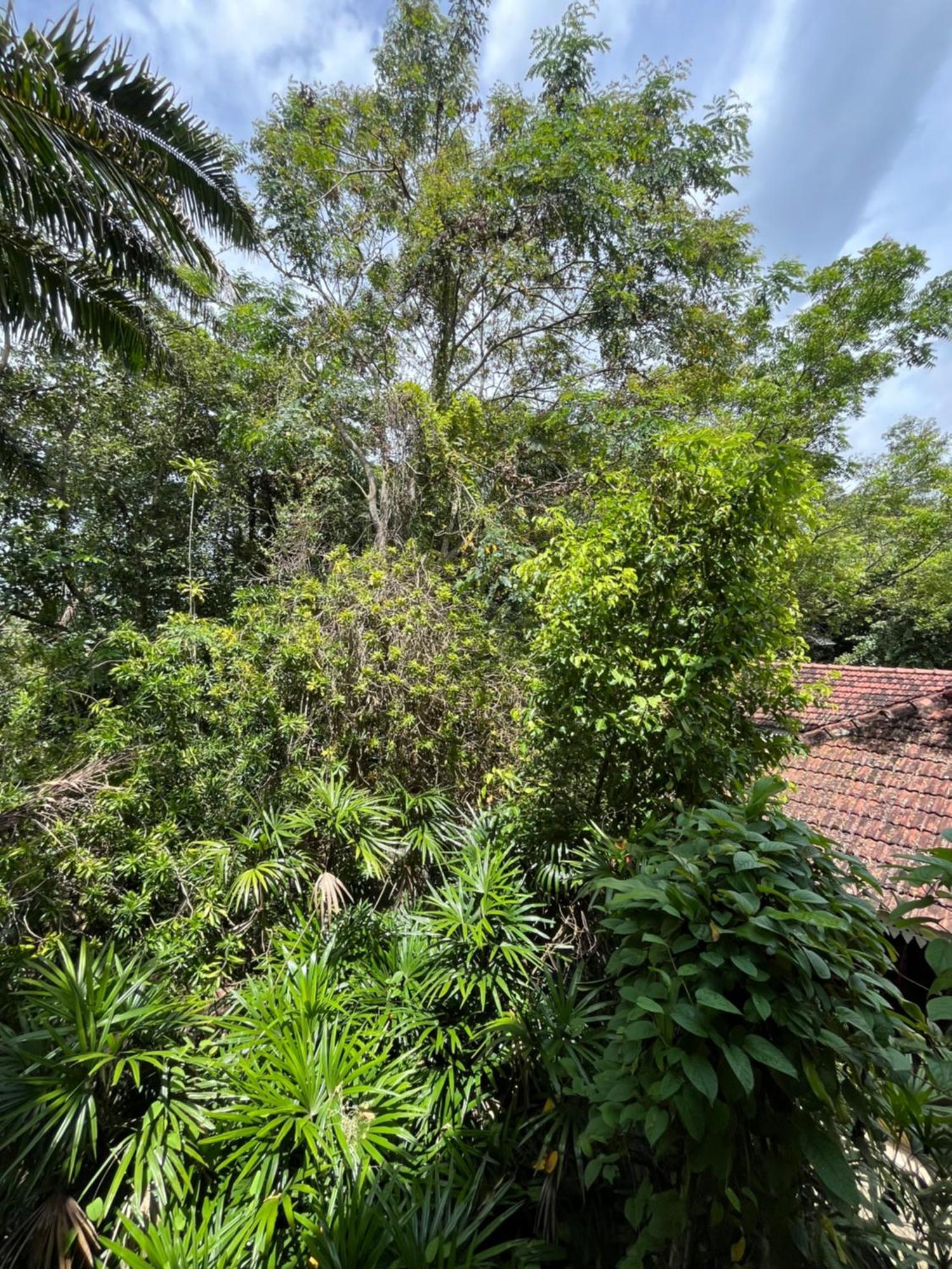 Ceylon Kingsmen Garden Hotel - Katunayake Negombo Exterior foto